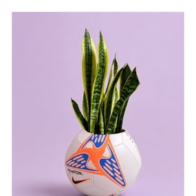 Tropical Readymade by Radamés Figueroa