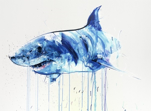 Apex Shark VIII  by Dave White