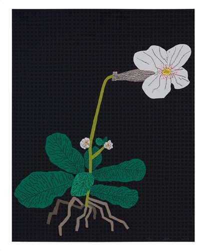 White Flower With Grid  by Jonas Wood
