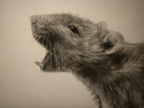 Hungry Rat  by Kelly Blevins