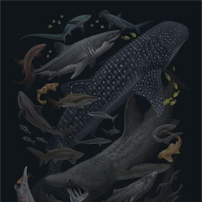 Sharks Of The World by Zoe Keller