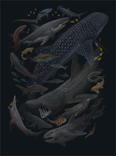 Sharks Of The World  by Zoe Keller