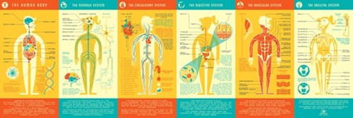 Human Anatomy  by Kevin Tong