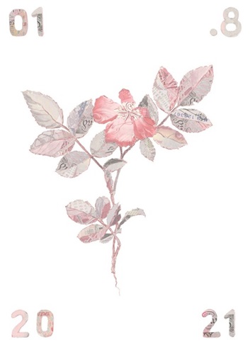 Specimen Rosa Canina I  by Justine Smith