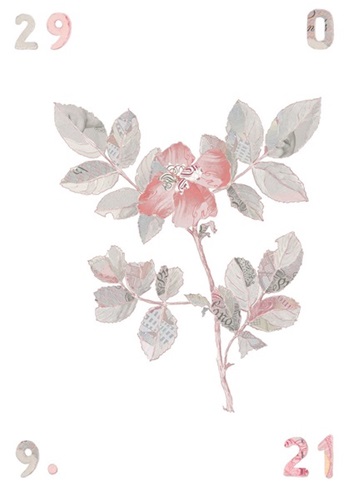 Specimen Rosa Canina II  by Justine Smith