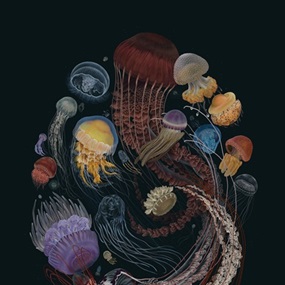 Medusozoa by Zoe Keller