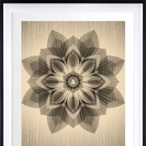 Obey X Kai & Sunny (Black & Light Gold) by Shepard Fairey | Kai & Sunny