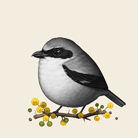 Fat Bird - Loggerhead Shrike by Mike Mitchell