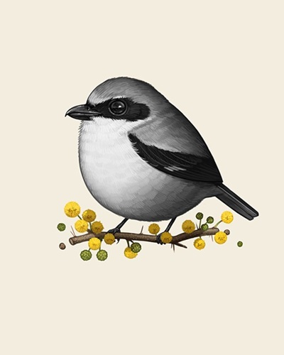 Fat Bird - Loggerhead Shrike  by Mike Mitchell