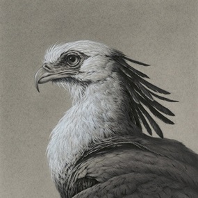 The Secretary Bird (Timed Edition) by Vanessa Foley