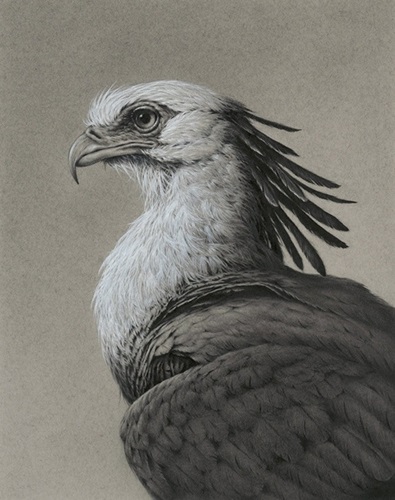 The Secretary Bird (Timed Edition) by Vanessa Foley