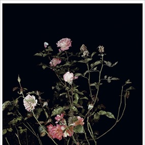The Rose Gardens (Display:II)(III) by Sarah Jones