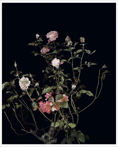 The Rose Gardens (Display:II)(III)  by Sarah Jones