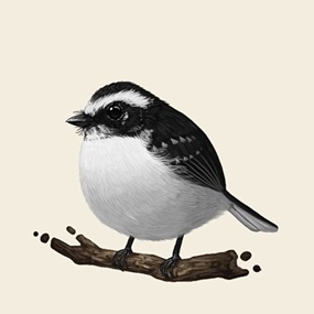 White Browed Fantail by Mike Mitchell