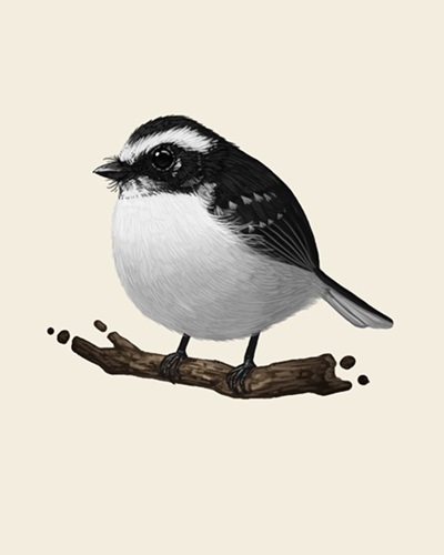 White Browed Fantail  by Mike Mitchell