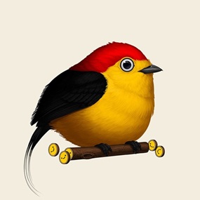 Fat Bird - Wire-Tailed Manakin by Mike Mitchell