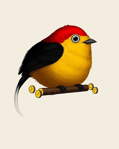 Fat Bird - Wire-Tailed Manakin  by Mike Mitchell