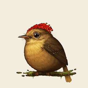 Fat Bird - Royal Flycatcher by Mike Mitchell