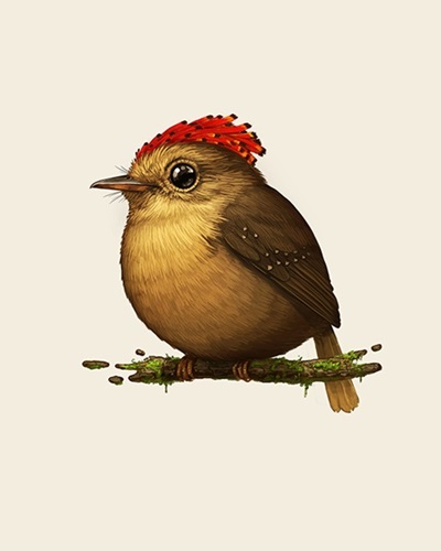 Fat Bird - Royal Flycatcher  by Mike Mitchell