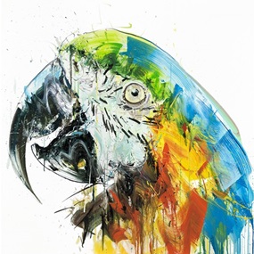 Parrot II by Dave White