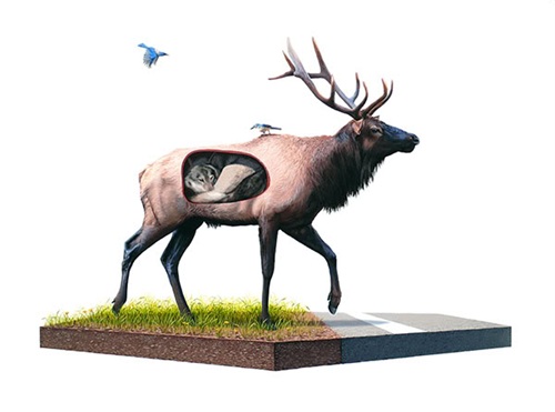 Incubate  by Josh Keyes