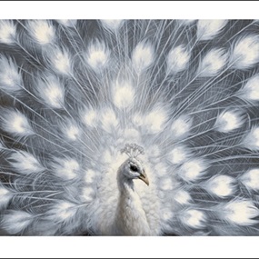 Peacock by Vanessa Foley