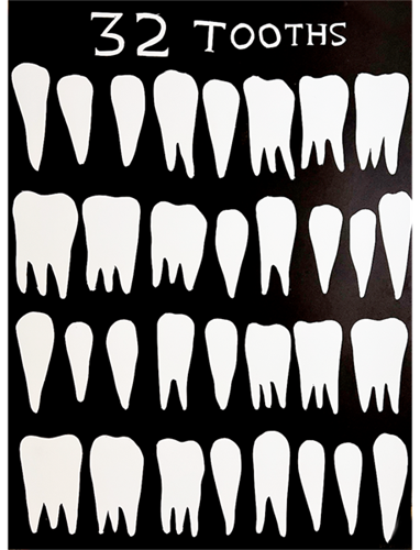 32 Tooths  by David Shrigley