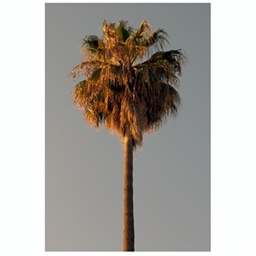 LAX (Small) by Jack Siegel