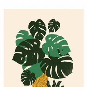 Monstera by Hello Marine