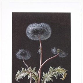 Dandelion by Laurent Grasso