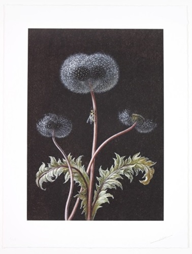 Dandelion  by Laurent Grasso