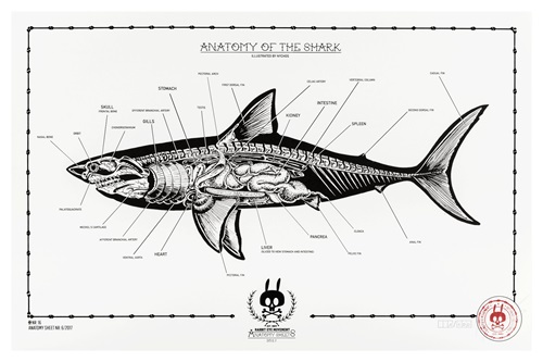 Anatomy Of The Shark: Anatomy Sheet No. 16 (First Edition) by Nychos