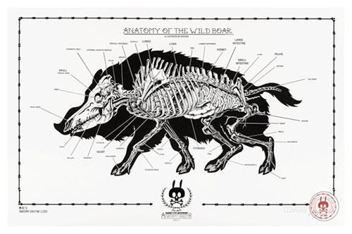 Anatomy Of The Wild Boar: Anatomy Sheet No. 15  by Nychos