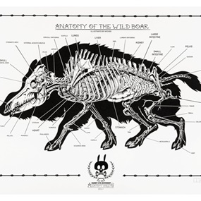 Anatomy Of The Wild Boar: Anatomy Sheet No. 15 by Nychos