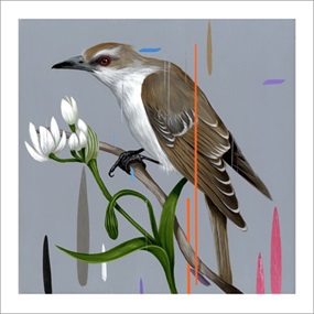 Black Billed Cuckoo by Frank Gonzales