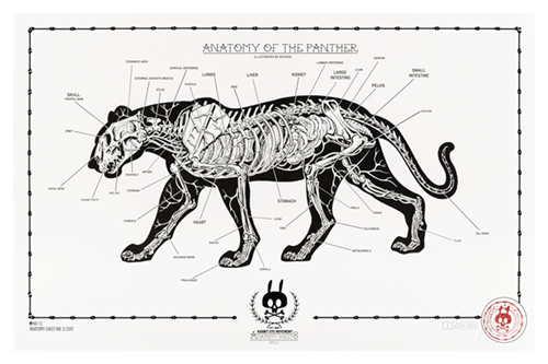 Anatomy Of The Panther: Anatomy Sheet No. 13  by Nychos