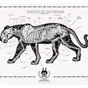 Anatomy Of The Panther: Anatomy Sheet No. 13 by Nychos