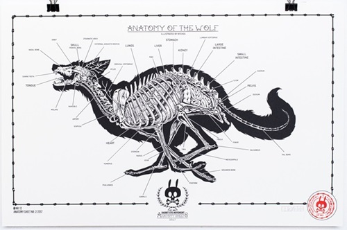 Anatomy Of The Wolf: Anatomy Sheet No.12  by Nychos