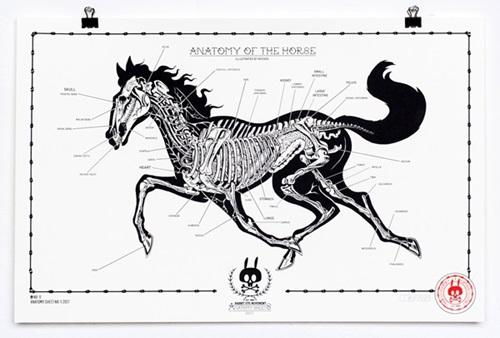 Anatomy Of The Horse: Anatomy Sheet No. 11  by Nychos