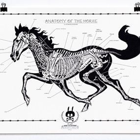 Anatomy Of The Horse: Anatomy Sheet No. 11 by Nychos
