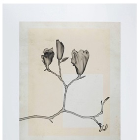 Flower.s.20 by Thomas Ruff