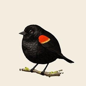 Red-Winged Blackbird by Mike Mitchell