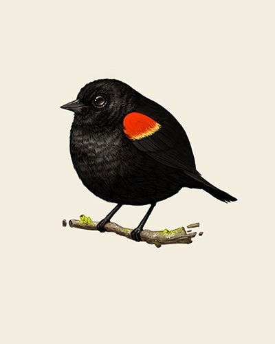 Red-Winged Blackbird  by Mike Mitchell
