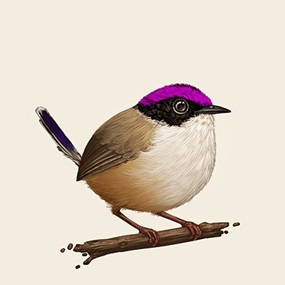 Purple-Crowned Fairywren by Mike Mitchell