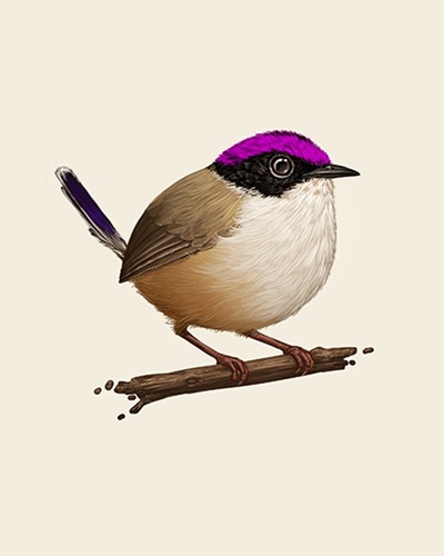 Purple-Crowned Fairywren  by Mike Mitchell