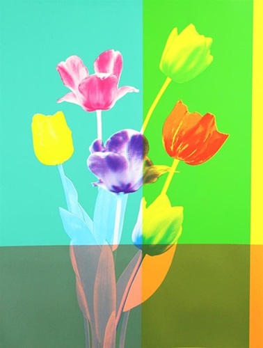 Tulips  by Kate Gibb
