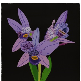 Dogface Purple Orchid by Jonas Wood