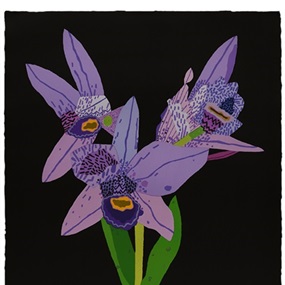 Dogface Purple Orchid by Jonas Wood