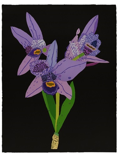 Dogface Purple Orchid  by Jonas Wood