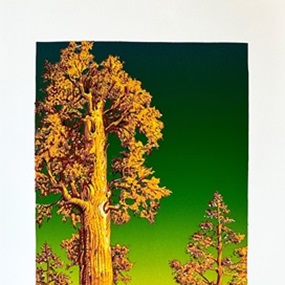 Sequoia (Golden Hour Edition) by AJ Masthay